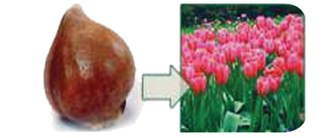 نبات الخزامى